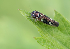 Macugonalia leucomelas