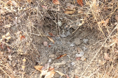 iNaturalist observation photo of Ground Yellowjackets