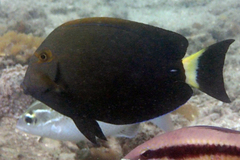Eyestripe Surgeonfish photo 2