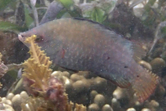 Cheilinus oxycephalus