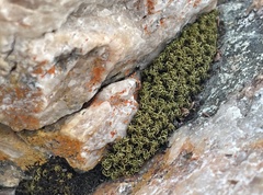 Pseudocrossidium crinitum