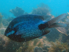 Abudefduf sparoides