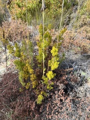 Thamnochortus fruticosus