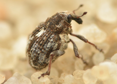 Rhinoncus pericarpius