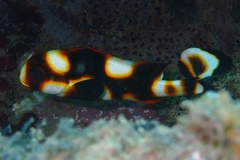 Plectorhinchus vittatus