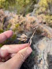 Thamnochortus fruticosus