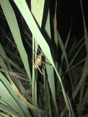 Thoracistus viridifer