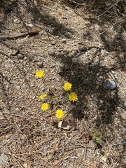 Malacothrix fendleri