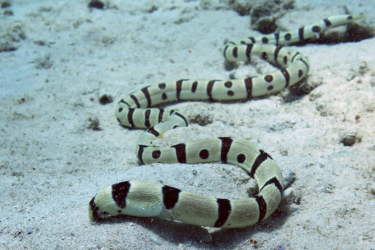 Harlequin Snake Eel