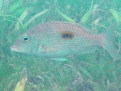 Lethrinus harak
