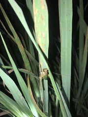 Thoracistus viridifer