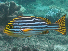 Plectorhinchus vittatus