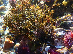 Bifurcariopsis capensis