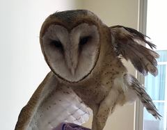Tyto alba