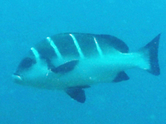 Plectorhinchus playfairi