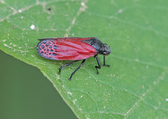 Mahanarva rubripennis