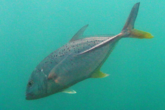 Caranx papuensis