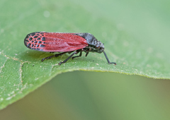 Mahanarva rubripennis