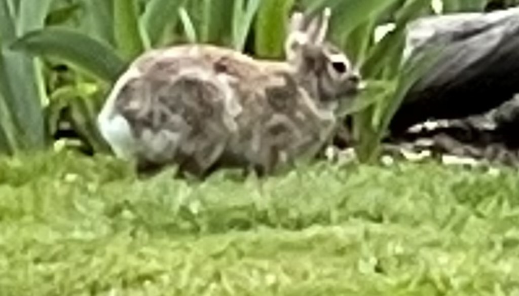 Eastern Cottontail from 13th Ave S, Seattle, WA, US on May 1, 2022 at