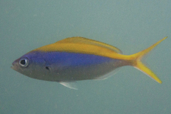 Caesio xanthonota