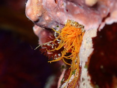 Cirriformia capensis