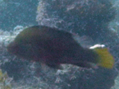 Lethrinus erythracanthus