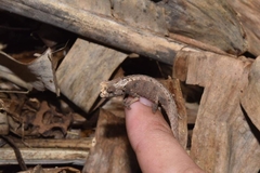 Brookesia thieli