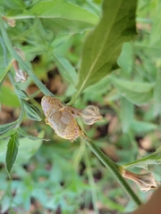 Lepidoptera