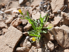 Calendula tripterocarpa