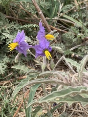 Solanum elaeagnifolium