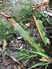 Phytomyza scolopendri