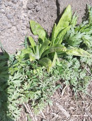 Cirsium arvense