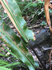 Phytomyza scolopendri