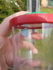 Celastrina argiolus