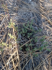 Leptosiphon melingii