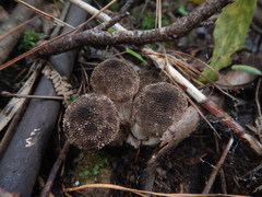 Lycoperdon compactum