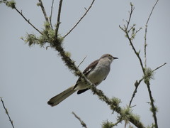 Mimus polyglottos image