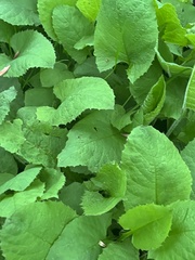 Cicerbita macrophylla