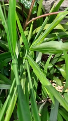 Zingiber officinale