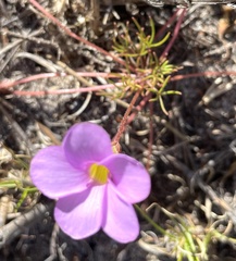 Oxalis polyphylla pentaphylla