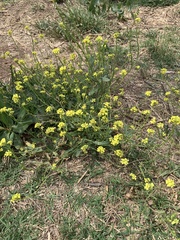 Rapistrum rugosum