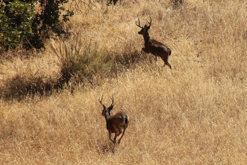 iNaturalist observation photo of Columbian Black-tailed Deer