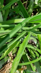Zingiber officinale