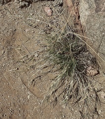 Muhlenbergia porteri