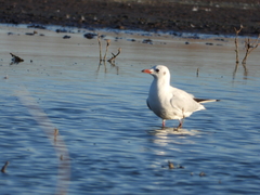 Chroicocephalus maculipennis