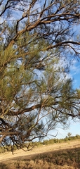 Casuarina cristata