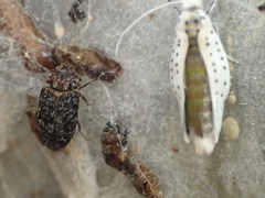 Dermestes undulatus