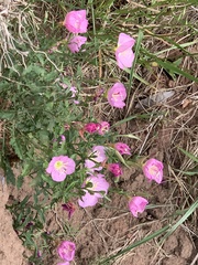 Oenothera speciosa