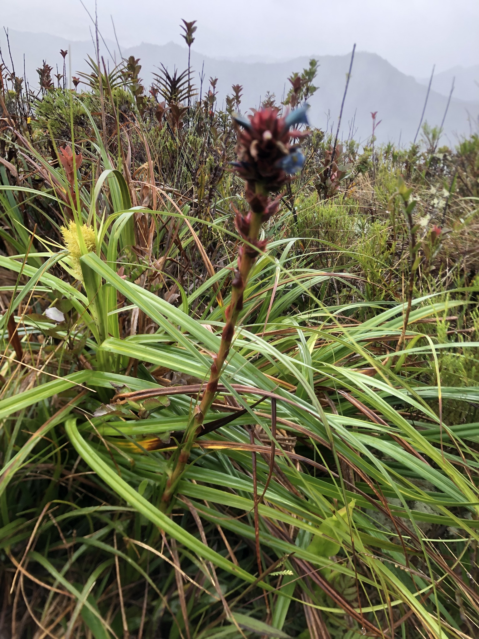 Puya image
