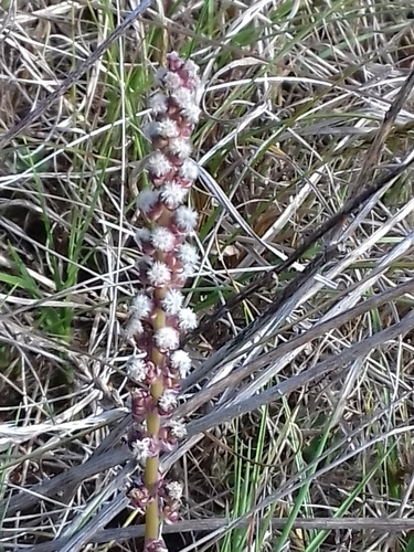 Arrow-grass seedling